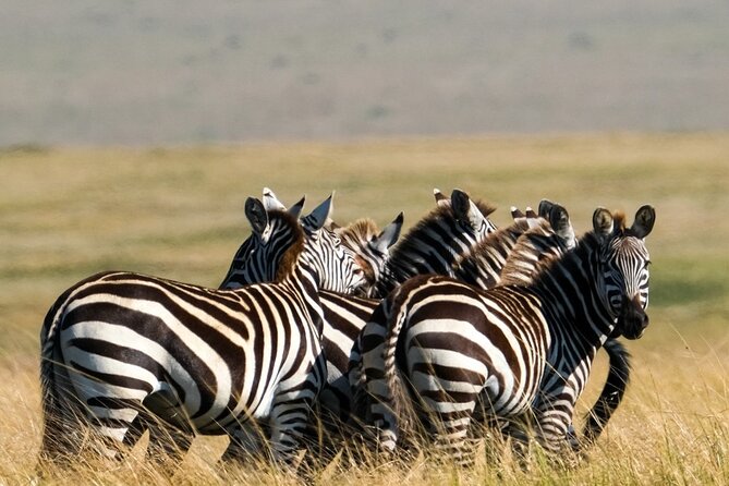 4-Day Northern Tanzania Camping Tour Safari - Day 5: Ngorongoro Crater’s concentrated wildlife