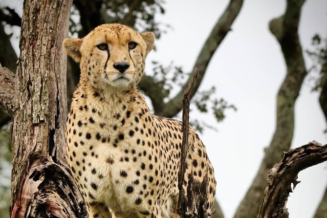 4-Day Northern Tanzania Camping Tour Safari - Camping, meals, and the small-group vehicle