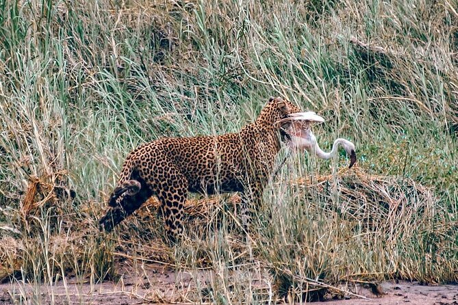 4-Day Northern Tanzania Camping Tour Safari - Is $1,040 a fair price?