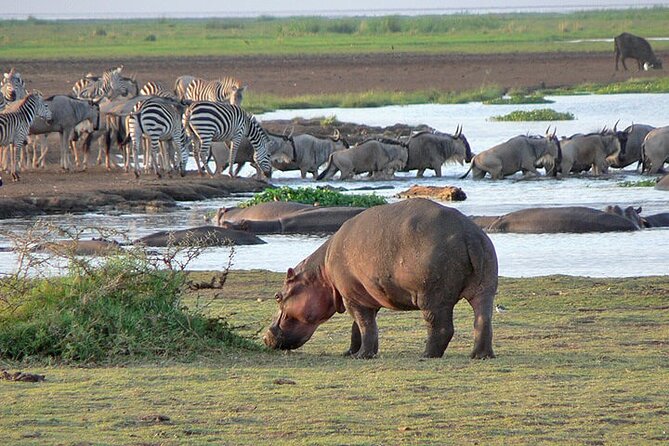 4 Day Private Tour Throughout Tarangire, Serengeti and Ngorongoro - Key points to know before booking