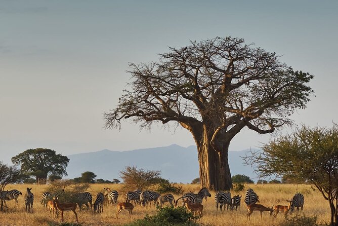 4 Day Private Tour Throughout Tarangire, Serengeti and Ngorongoro - Day two: crossing into the Serengeti