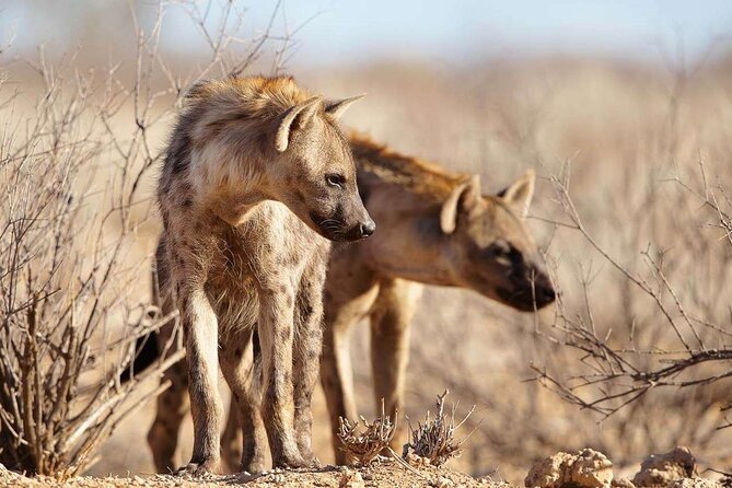 4 Day Private Tour Throughout Tarangire, Serengeti and Ngorongoro - Day one: Tarangire’s river and baobab country