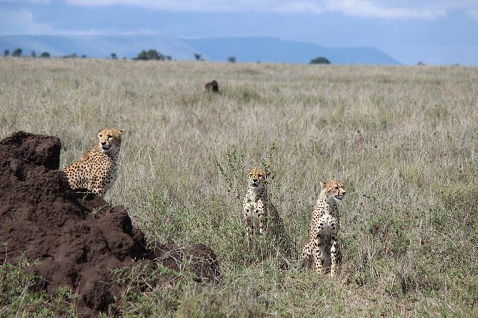 4-Day Safari from Arusha: Tarangire, Serengeti and Ngorongoro - Why This Four-Day Route Works