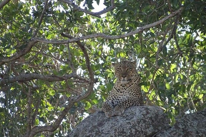 4-Day Safari from Arusha: Tarangire, Serengeti and Ngorongoro - Day Three: From Serengeti Wildlife to Ngorongoro Conservation Area
