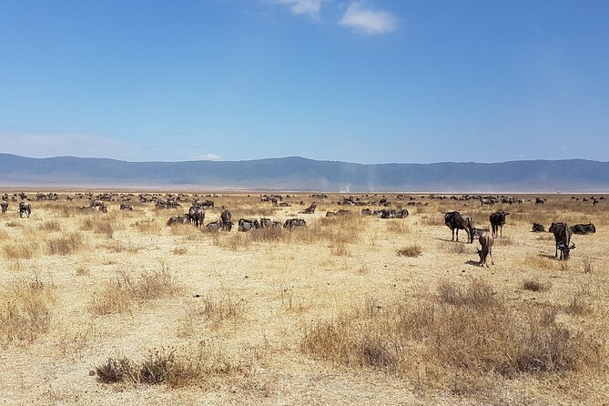 4-Day Safari from Arusha: Tarangire, Serengeti and Ngorongoro - What the Private Jeep Adds