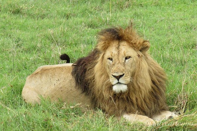 4-Day Safari from Arusha: Tarangire, Serengeti and Ngorongoro - Day One: Tarangire’s Elephants and Baobabs
