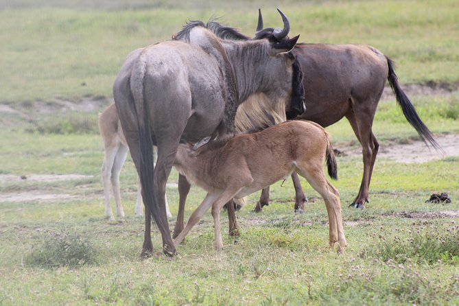 4-Day Safari in Tarangire, Serengeti & Ngorongoro (Mid-range) - Why this four-day route works