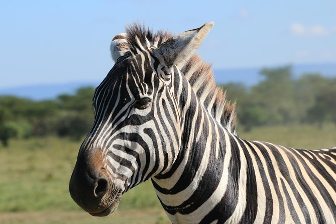 4-Day Safari in Tarangire, Serengeti & Ngorongoro (Mid-range) - Day 3: A second Serengeti search
