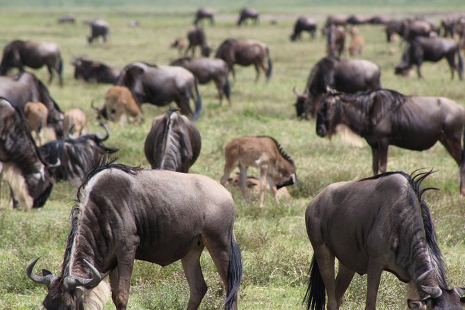 4-Day Safari in Tarangire, Serengeti & Ngorongoro (Mid-range) - Day 4: Down into Ngorongoro Crater