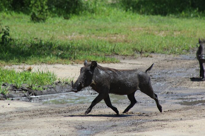 4-Day Safari in Tarangire, Serengeti & Ngorongoro (Mid-range) - Wildlife: what you may see