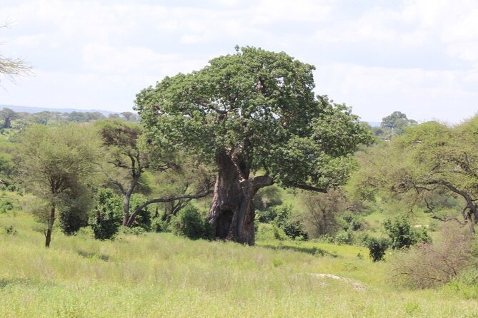 4-Day Safari in Tarangire, Serengeti & Ngorongoro (Mid-range) - Food, lodging, and the mid-range trade-off