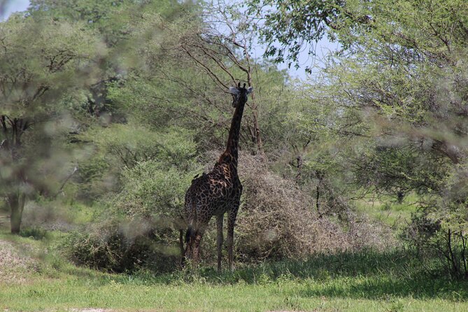 4-Day Safari in Tarangire, Serengeti & Ngorongoro (Mid-range) - Day 1: Elephants and baobabs in Tarangire