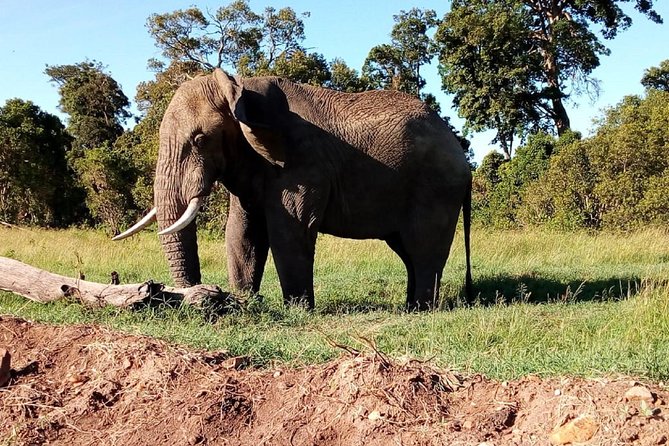 4-Day Safari: Lake Manyara, Serengeti & Ngorongoro - Day 3: From Serengeti wildlife to Ngorongoro