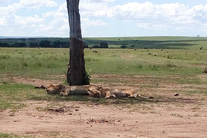 4-Day Safari: Lake Manyara, Serengeti & Ngorongoro - Day 4: A half-day inside Ngorongoro Crater