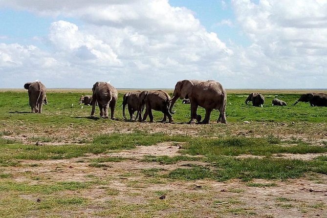 4-Day Safari: Lake Manyara, Serengeti & Ngorongoro - Day 1: Lake Manyara’s lake, forest, and climbing lions