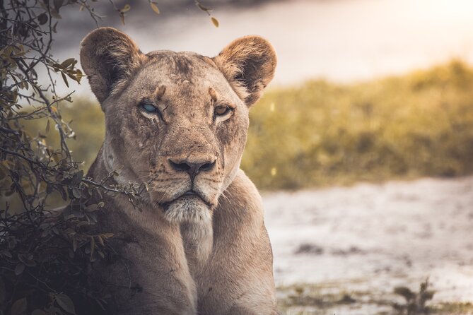 4 Day Safari- Tarangire,Ngorongoro and Serengeti - Accommodation: Tloma Lodge and Acacia Central Camp