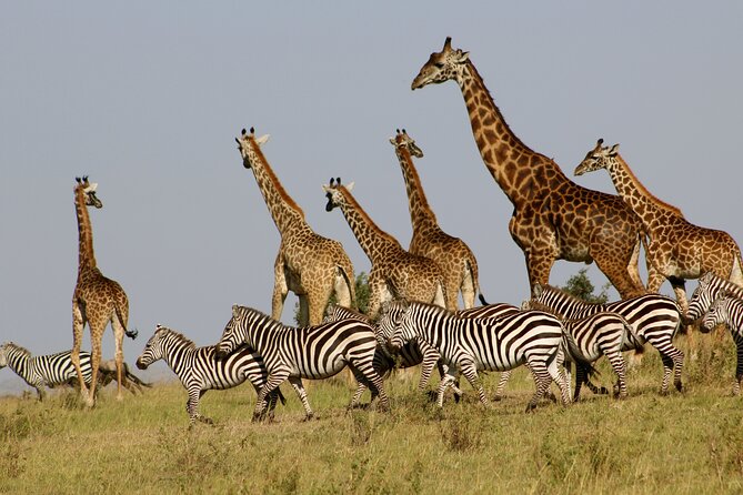 4 Day Safari- Tarangire,Ngorongoro and Serengeti - Who should book this safari