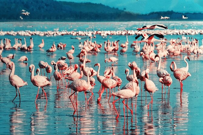 4-Day Safari to Tarangire ,Serengeti and Ngorongoro crater from Arusha - Camping, food, and the real level of comfort