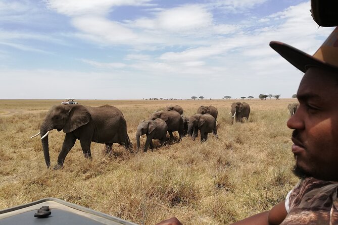 4-Day Safari to Tarangire, Serengeti and Ngorongoro from Arusha - Join a group - An early Serengeti start and a scenic move to the crater rim
