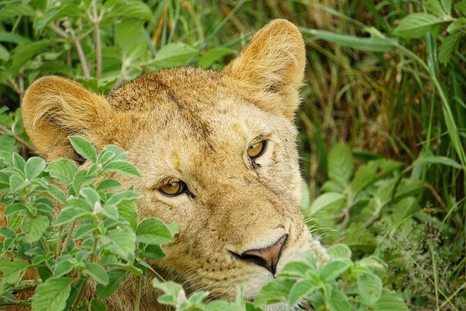 4-Day Safari to Tarangire, Serengeti and Ngorongoro from Arusha - Join a group - Six hours inside Ngorongoro Crater