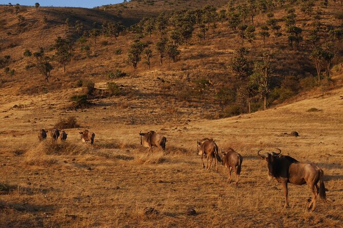 4-Day Safari to Tarangire, Serengeti and Ngorongoro from Arusha - Join a group - What the $1,050 price really covers