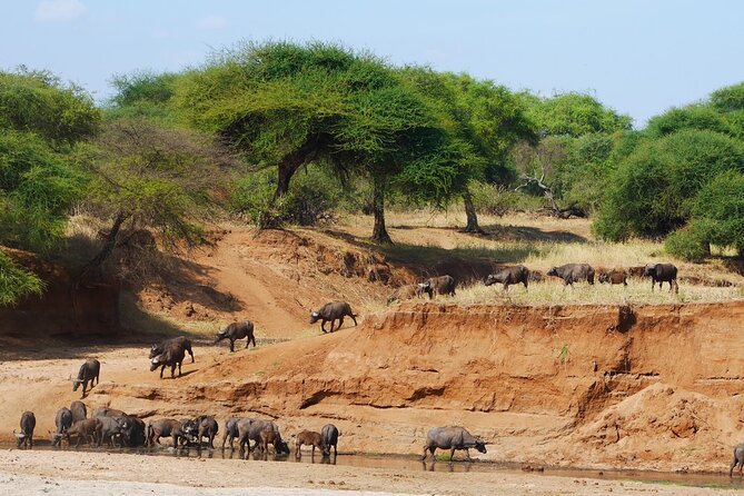 4-Day Safari to Tarangire, Serengeti and Ngorongoro from Arusha - Join a group - Camping, comfort, and the social side