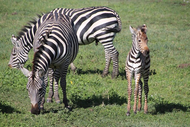 4-Day Safari to Tarangire, Serengeti and Ngorongoro from Arusha - Join a group - The long road to Serengeti on day two