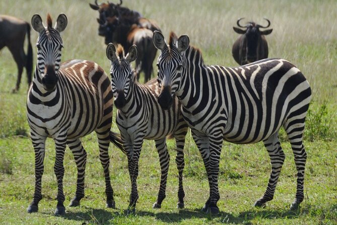 4 Day Serengeti and Ngorongoro crater - Key points to know before booking