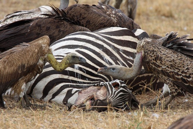 4 Day Serengeti and Ngorongoro crater - Why four days works for Serengeti and Ngorongoro