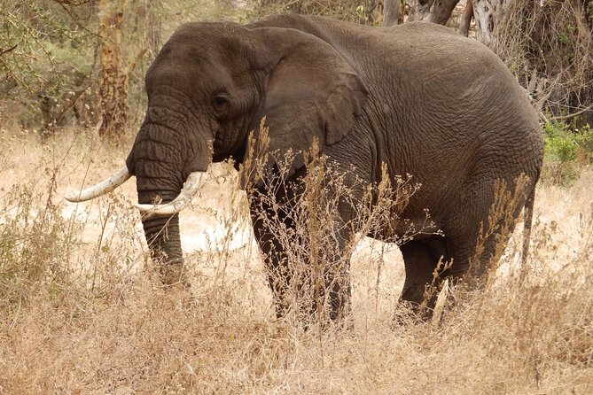 4 Day Serengeti and Ngorongoro crater - Day 2: a full day among Serengeti wildlife