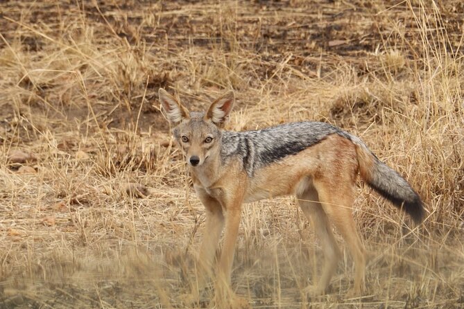 4 Day Serengeti and Ngorongoro crater - Day 3: one last Serengeti drive before Ngorongoro