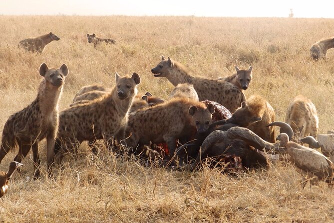 4 Day Serengeti and Ngorongoro crater - Day 4: Ngorongoro Crater from the rim to the floor