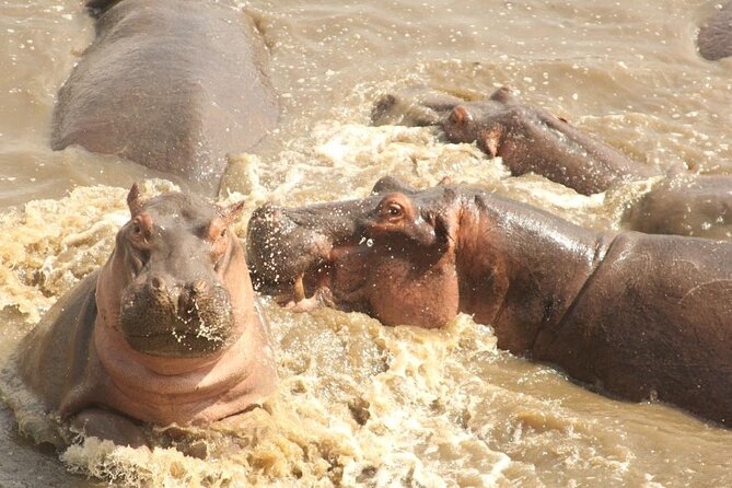 4 Day Serengeti and Ngorongoro crater - The private 4x4 and the role of the guide