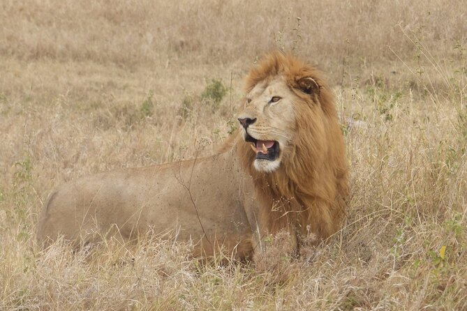 4 Day Serengeti and Ngorongoro crater - Day 1: from Arusha farmland to Seronera