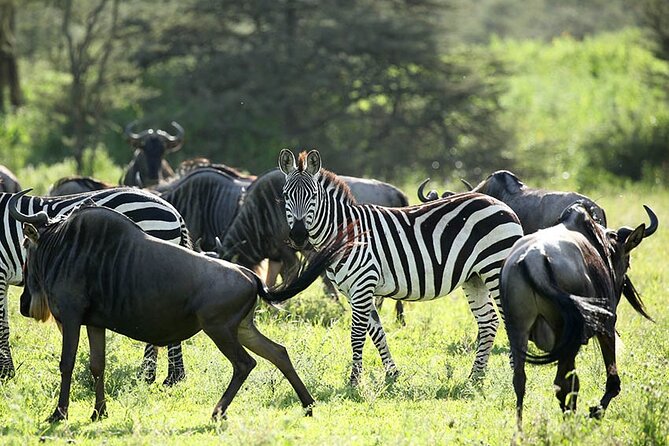 4-Day Serengeti, Ngorongoro, & Lake Manyara Budget Tour - Day 1: the long road to Serengeti National Park