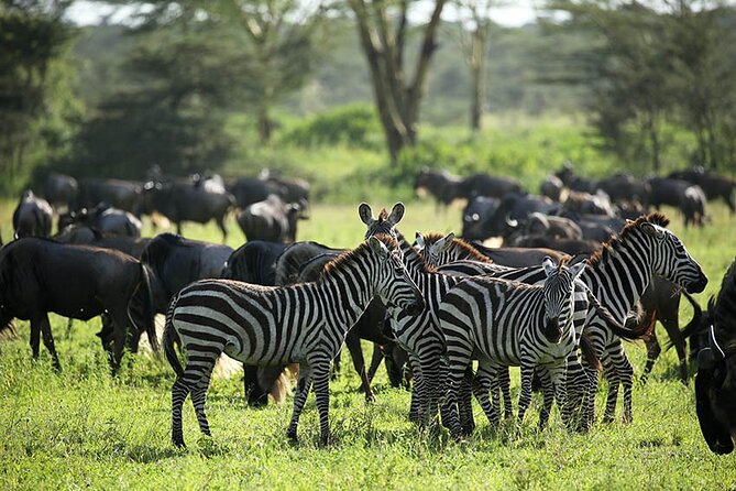4-Day Serengeti, Ngorongoro, & Lake Manyara Budget Tour - Day 4: Lake Manyara’s forest, lake shore, and plains