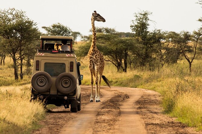 4-Day Serengeti, Ngorongoro, & Lake Manyara Budget Tour - Private transport and the practical side of the safari