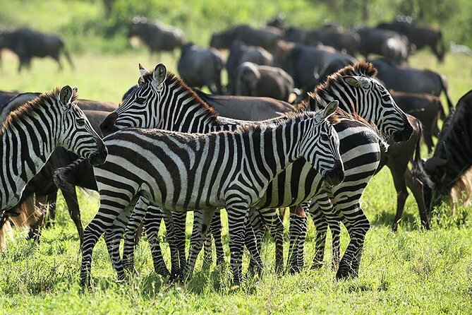 4-Day Serengeti, Ngorongoro, & Lake Manyara Budget Tour - The food and accommodation trade-off