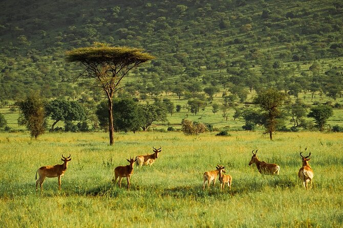 4-Day Serengeti, Ngorongoro, & Lake Manyara Budget Tour - Who should book this four-day route?