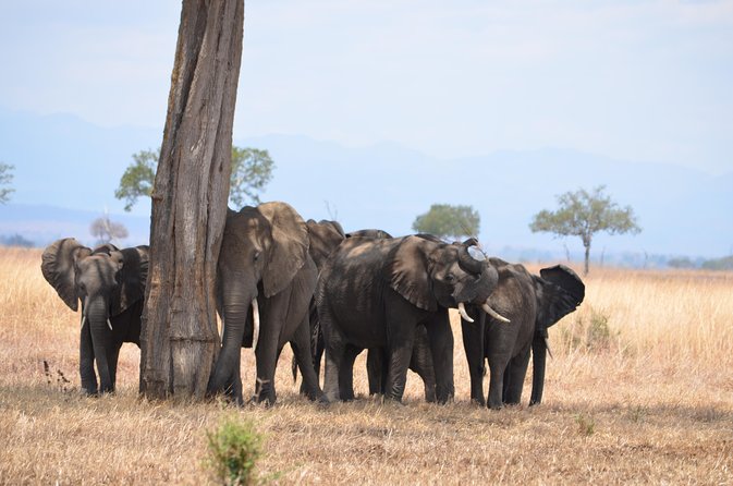 4 Day Serengeti & Ngorongoro Safari Wildlife Wonders of Tanzania - Day 2: A full Serengeti day built around two drives