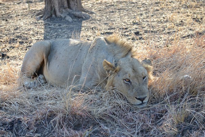 4 Day Serengeti & Ngorongoro Safari Wildlife Wonders of Tanzania - Day 3: From Serengeti plains to the crater rim