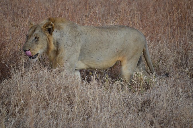 4 Day Serengeti & Ngorongoro Safari Wildlife Wonders of Tanzania - Day 1: Arusha to the first game drive