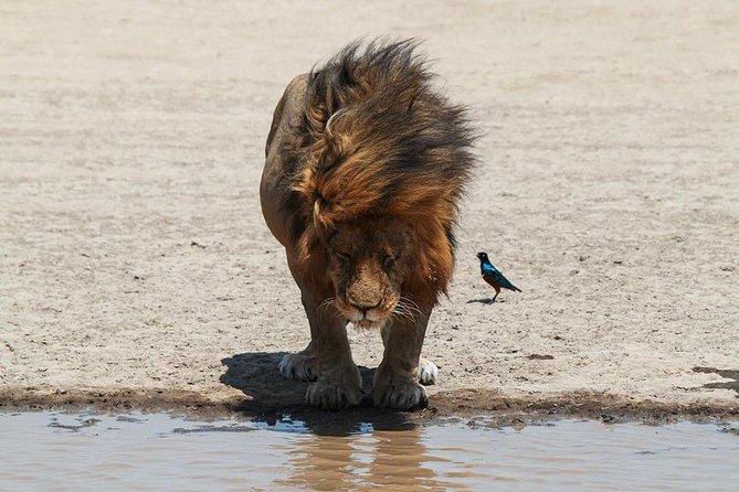 4-Day Serengeti, Ngorongoro,Tarangire safari - Guides, group size, and the feel of the vehicle