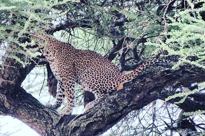 4-Day Serengeti, Ngorongoro,Tarangire safari - Camps, lodges, and what the $2,800 price means