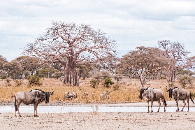 4-Day Shared Safari Tour with Complete Meals - Day 2: the long road toward the Serengeti