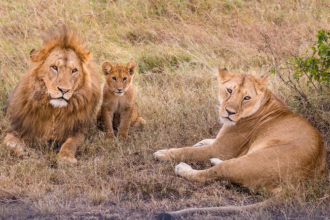 4-Day Simba Safari - Mid Range Tour - What this four-day safari is really like