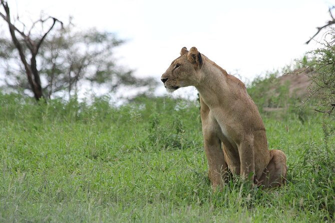 4-Day Simba Safari - Mid Range Tour - Day 4: Inside the Ngorongoro Crater