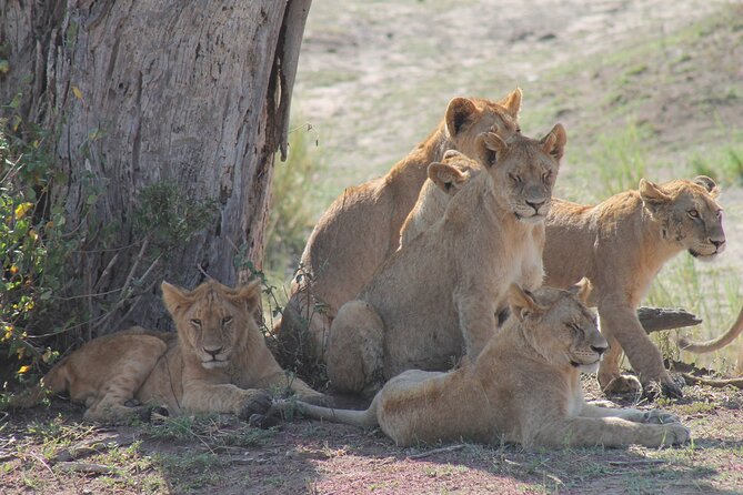 4-Day Simba Safari - Mid Range Tour - Guides, vehicles, and the private format