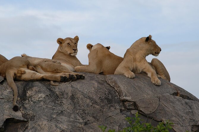 4-Day Simba Safari - Mid Range Tour - What the $2,179 price includes