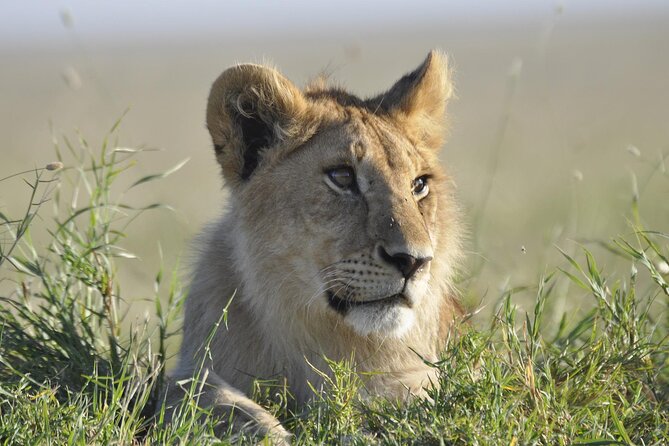 4-Day Simba Safari - Mid Range Tour - Who should book this safari